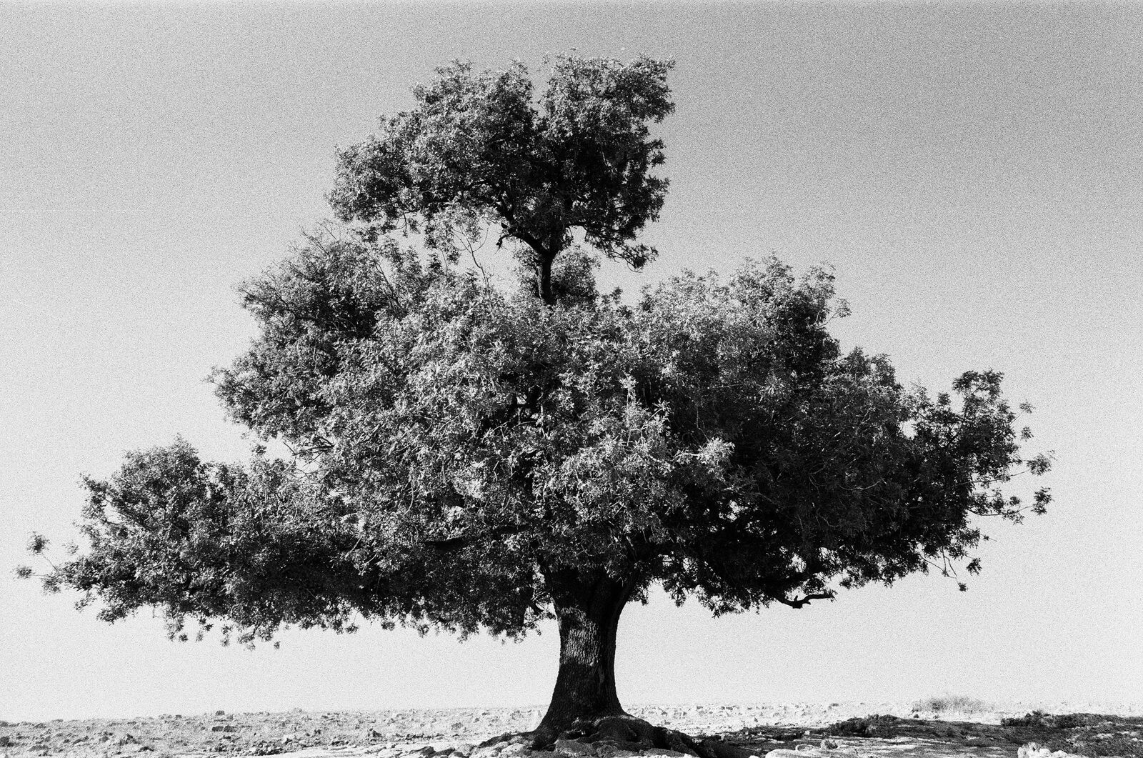 Black-and-white lone tree in an open field — Lara Perrotte for ZELZAL