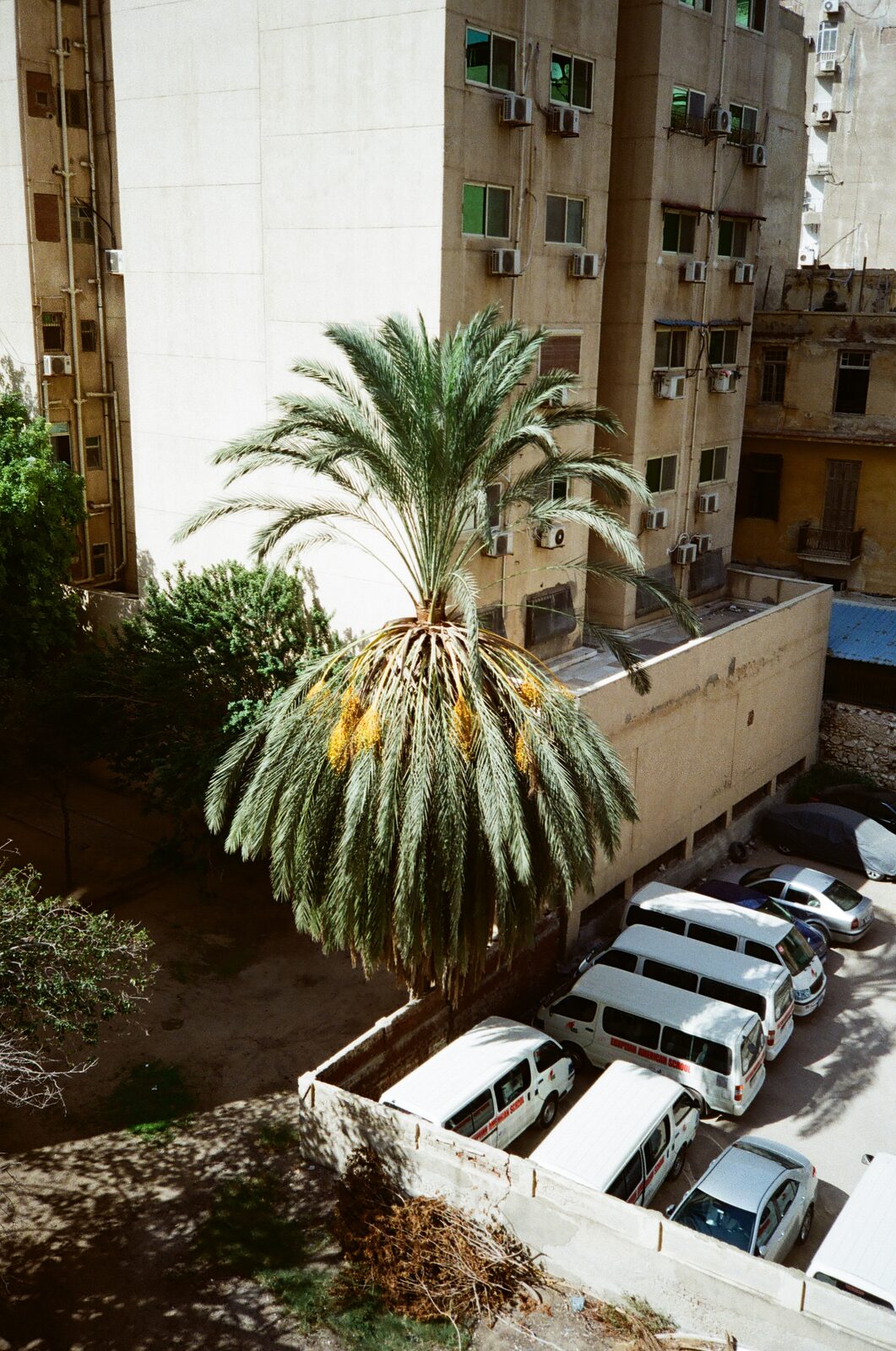 Palm tree and parked vans in a courtyard between buildings — Omar Abulata for ZELZAL