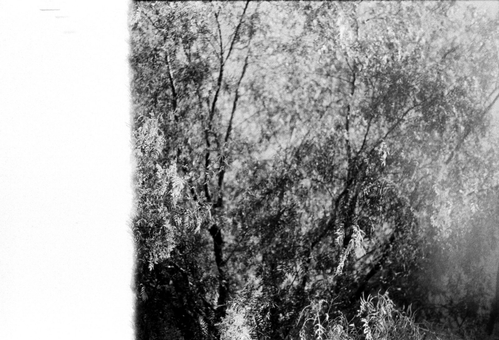 Black-and-white figure among dense trees — Sadiq Y. Al-Harasi for ZELZAL