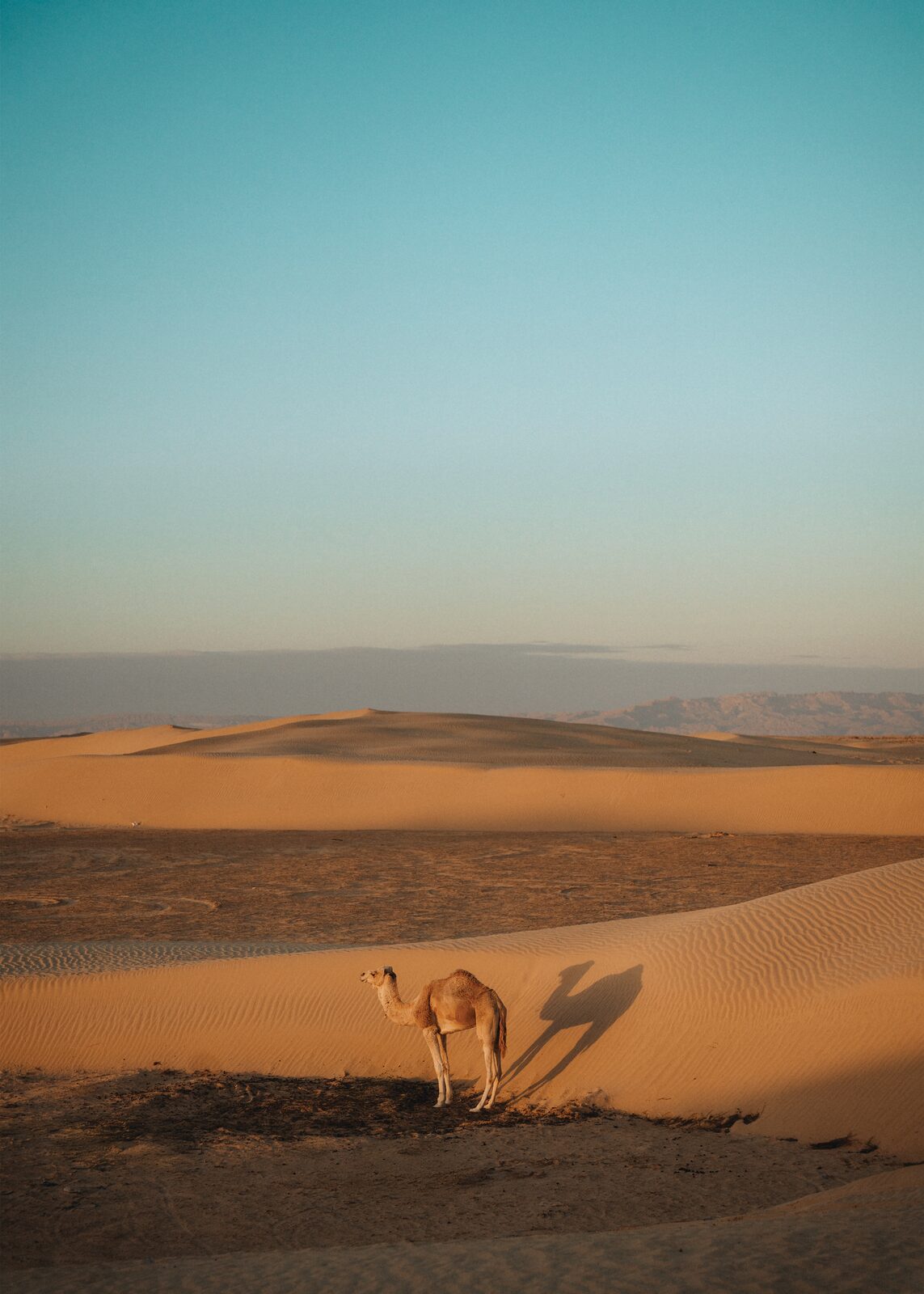 Camel in desert dunes at dusk — Zayene Bechir for ZELZAL